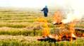 Burning Stubble Might Call For Punishment: UP Officials 