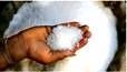 India Becomes World’s Largest Producer & Consumer of Sugar: Food Ministry