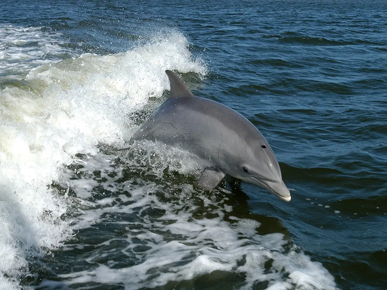 “National Dolphin Day” is a day to raise awareness for dolphin conservation.