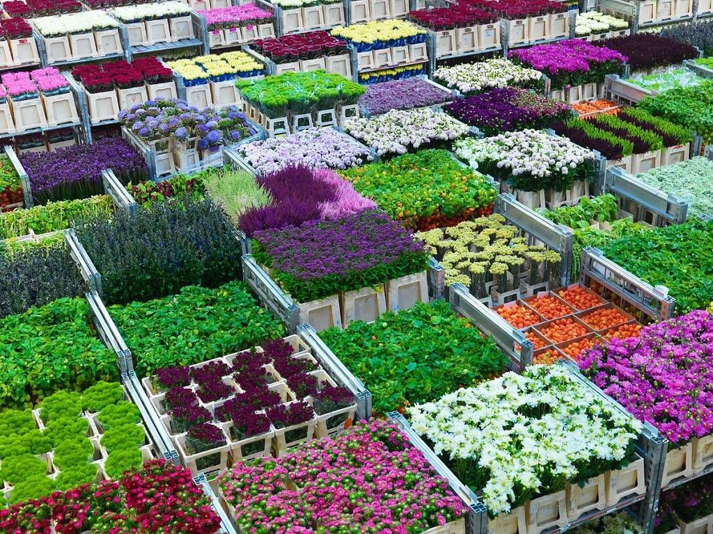 J P Dalal said that flowers from the local market would be exported to different countries.