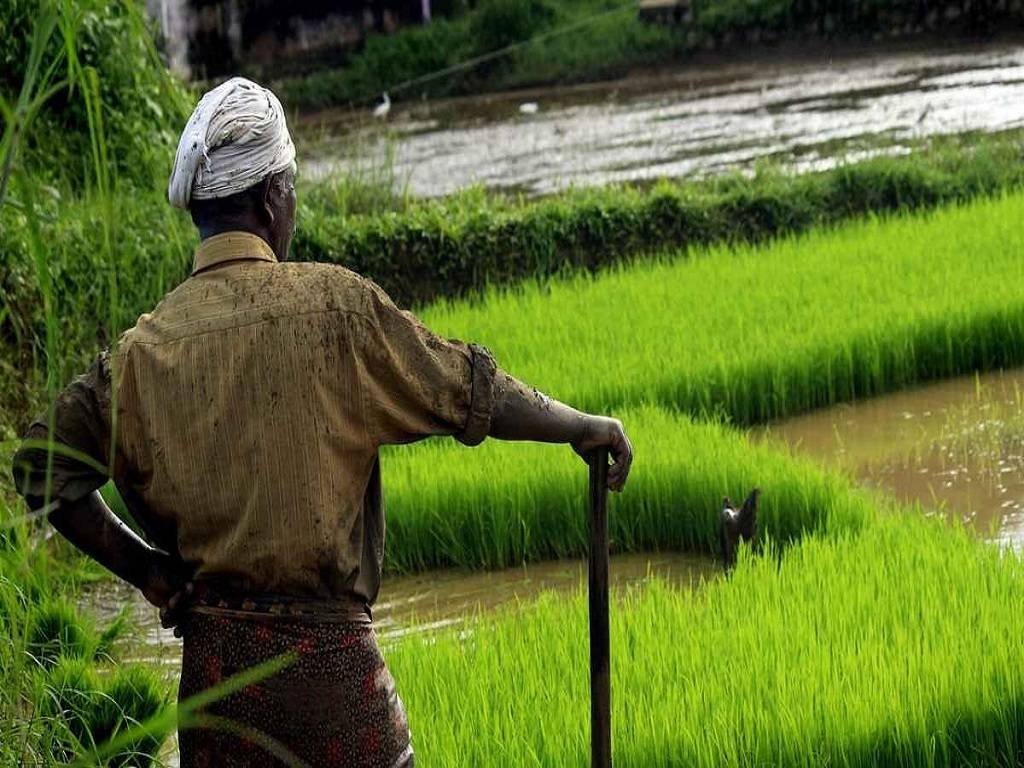 Crop damage to insect attacks on paddy has been taken into consideration in the scheme.