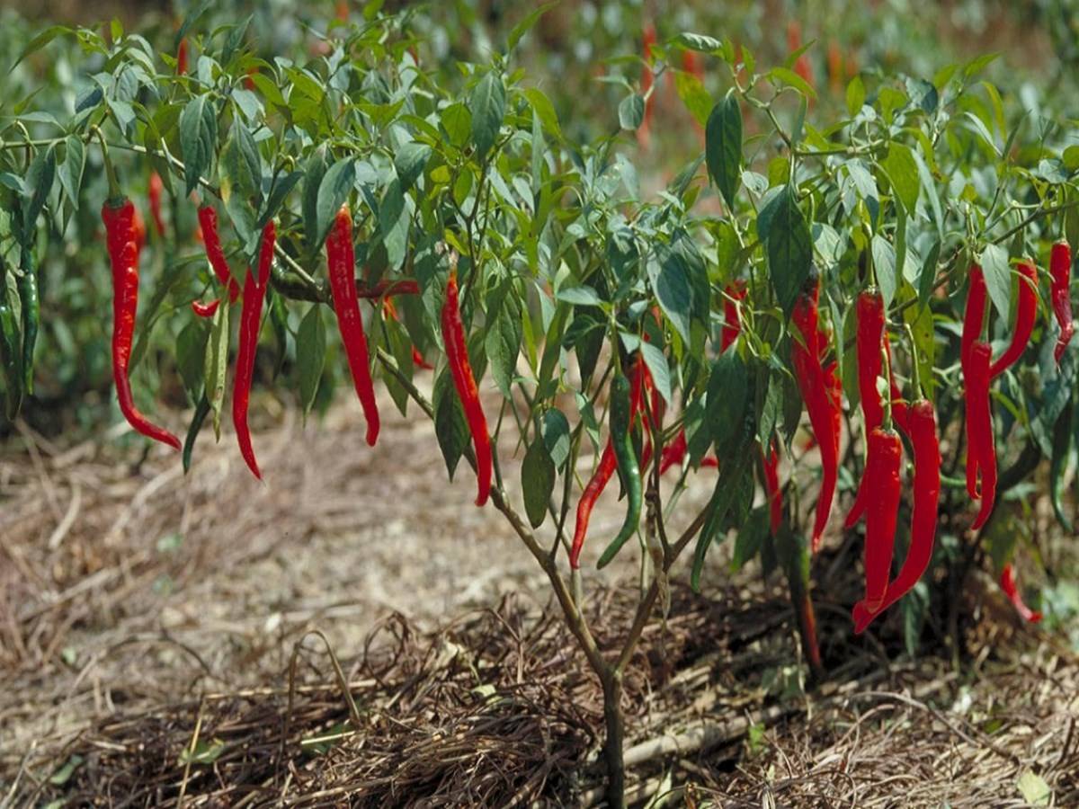FMC provides you with the best crop solution for chilli