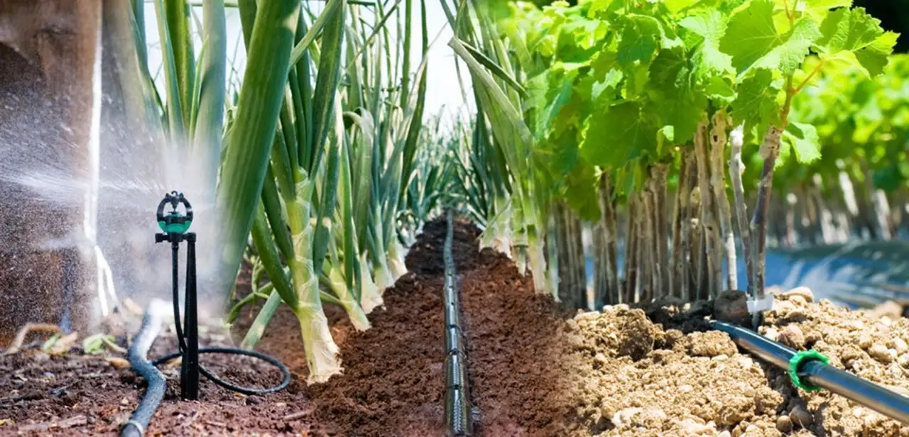 Drip irrigation is the most efficient method of delivering water and nutrients to crops