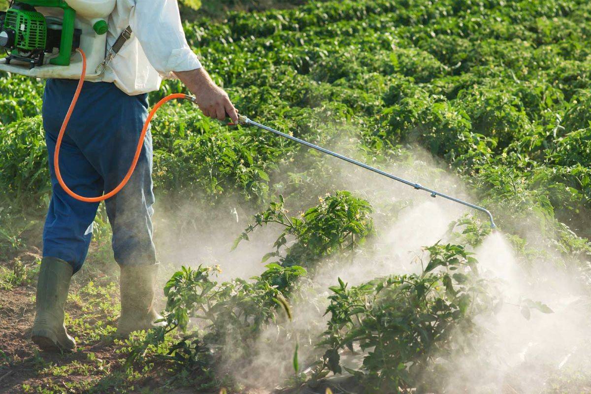 Glyphosate has even been found in crops like chana, where farmers use it to desiccate the produce.