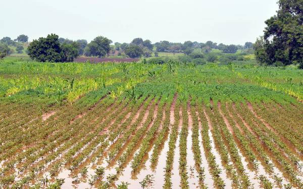 Farmers faced heavy crop loss due to rains this year