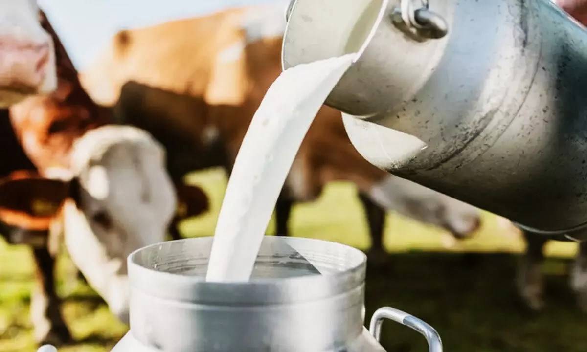 US agency predicted that liquid milk output in 2023, beginning in January, will be 2.2 percent higher at 207 mt, up from 202.5 mt in 2022.