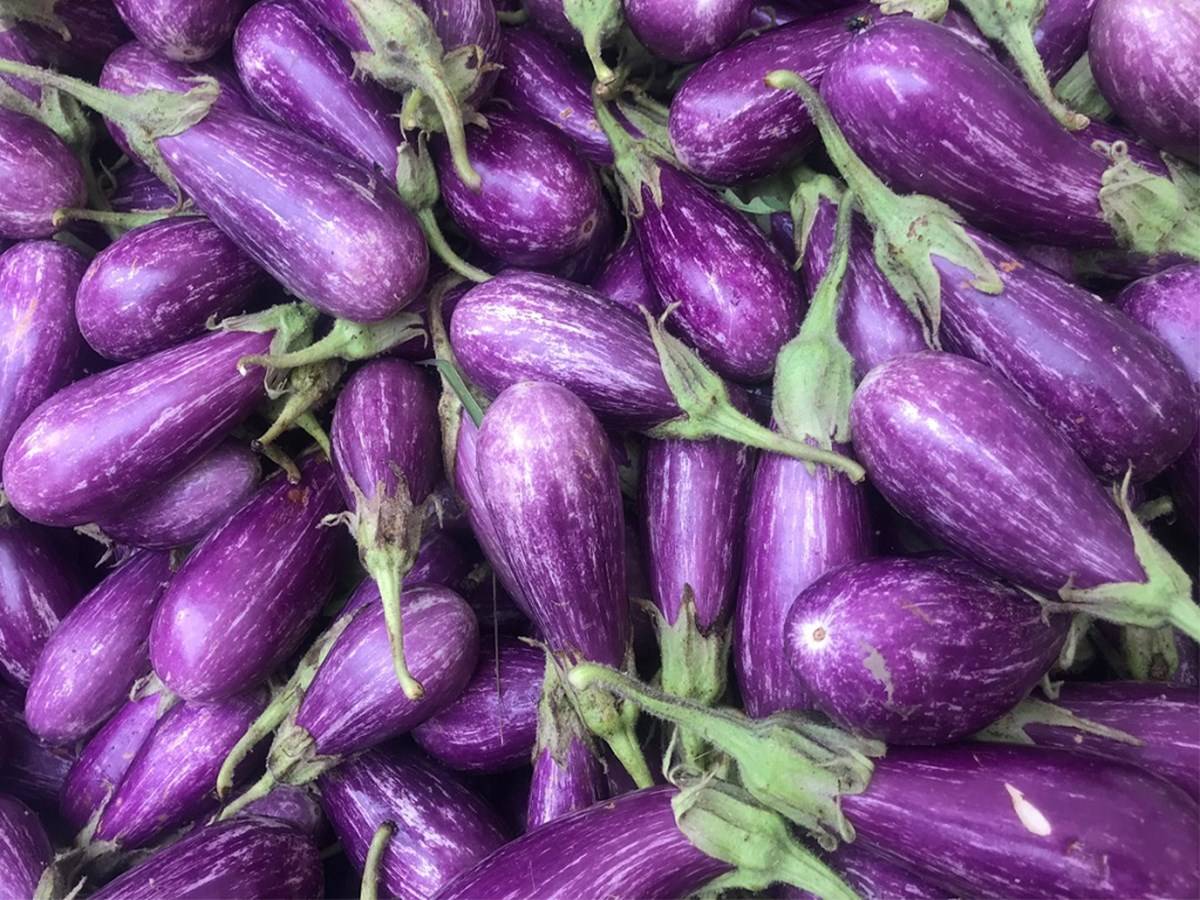 Bt brinjal, often known as eggplant, is a GM cultivar that is resistant to the fruit and shoot borer.