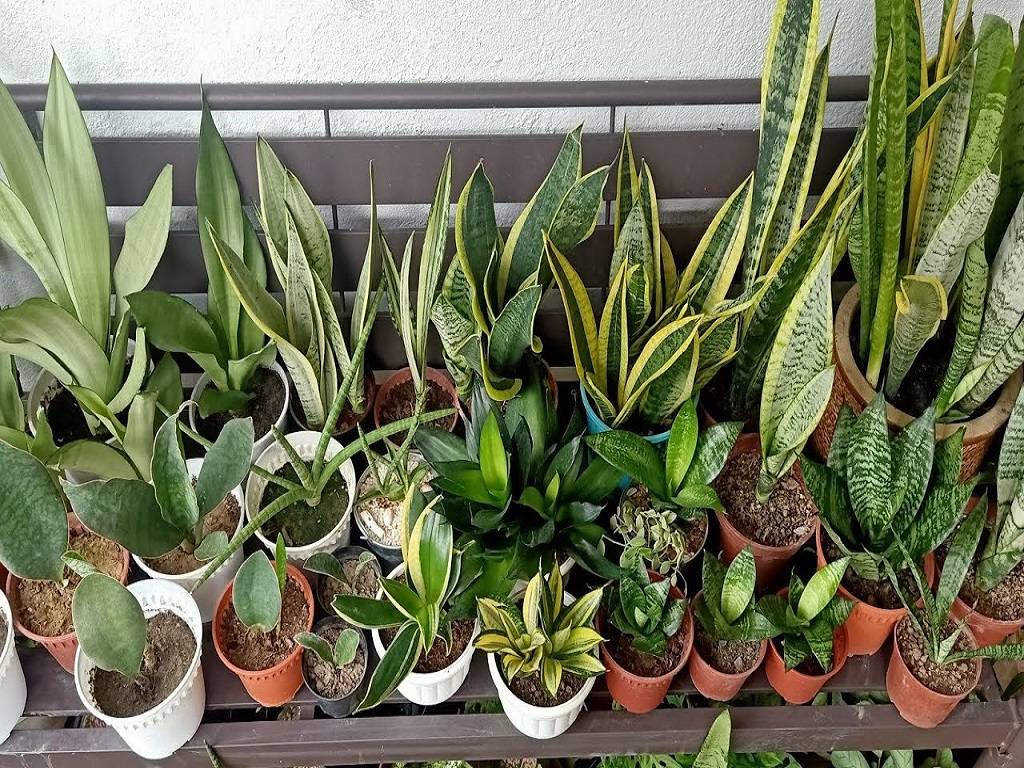 Sansevieria/ snake plants as indoor plants will help you to purify the air around you.