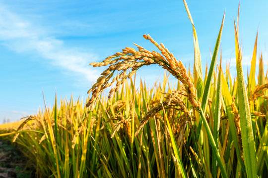 Paddy procurement in Uttar Pradesh was lower this Kharif marketing season