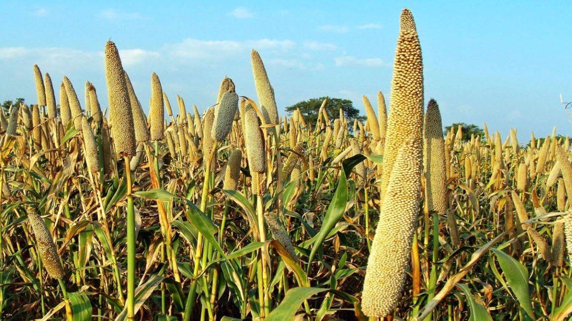 Millets- A good source of protein, fibre, essential vitamins, and minerals