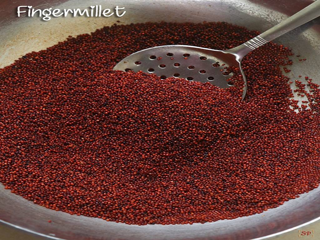 Finger Millet was more prevelant in South India but due to its high nutritive value it gained much more importance in other parts of india as well.