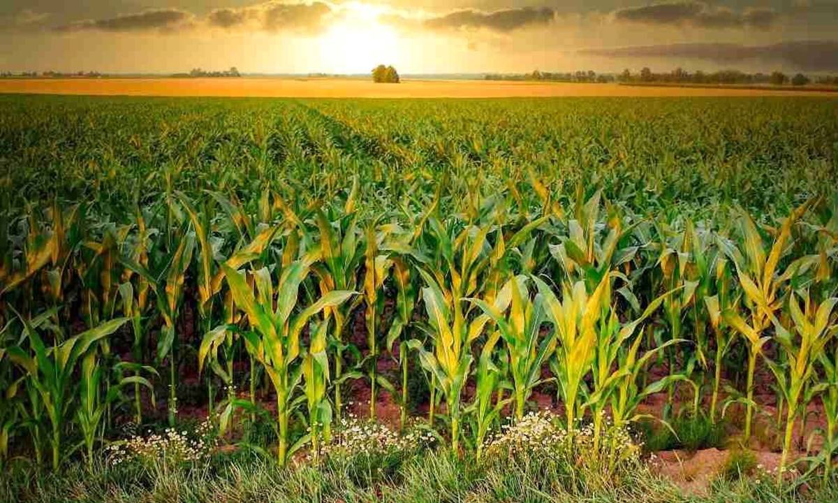 Promoting maize cultivation is ideal for increasing dairy production