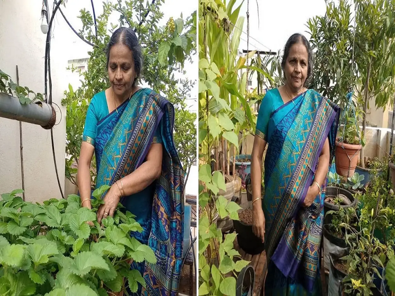 Lizy established her terrace garden in Bengaluru in 1998 with some basic veggies like chilies, curry leaves, spinach, and so on.