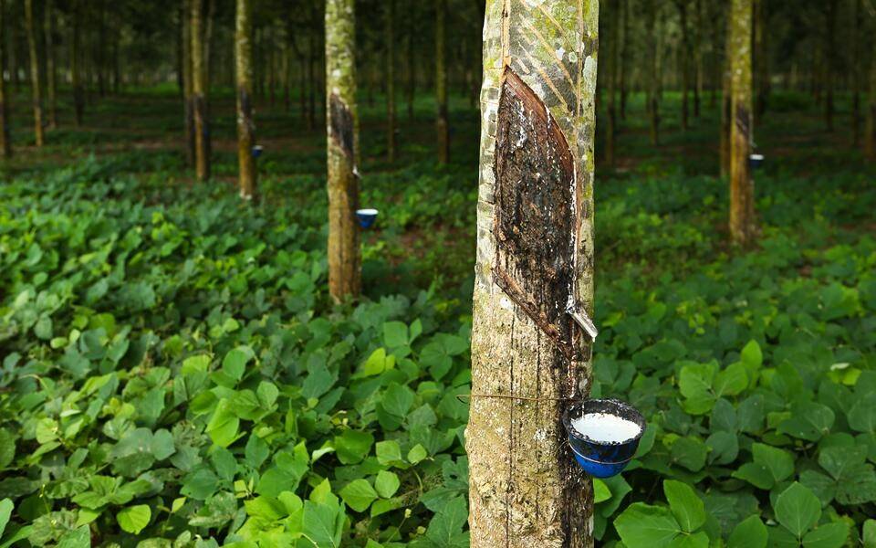 Since rubber is a perennial tree, breeding for stress tolerance is a priority area of research for the RRII