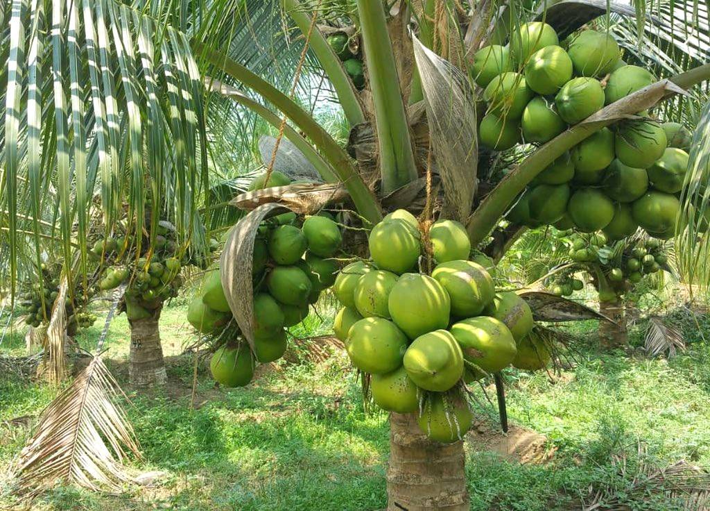 Integrated farming using coconuts can increase the yield from a given unit area and result in a significant increase in farm income.