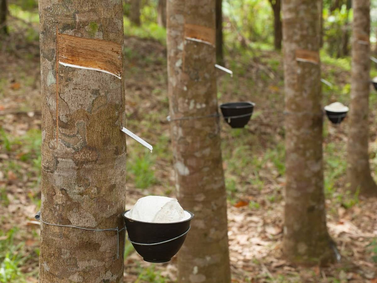 Gedateerd komedie Hinder Rubber Plantation: Scope, Requirements, Subsidies, Economics of Rubber  Farming & More
