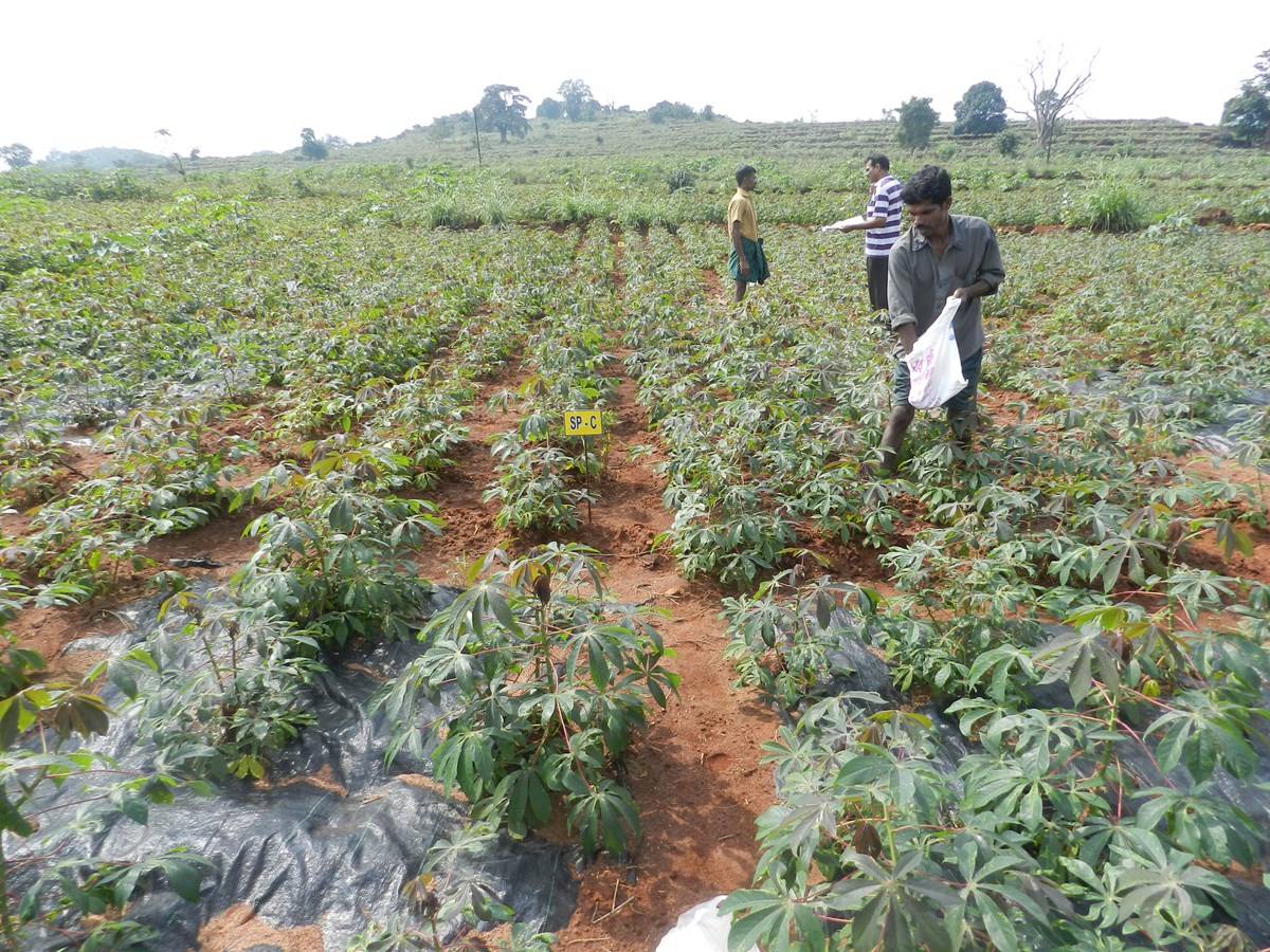 Cassava farming in hills transformed the lives of tribals