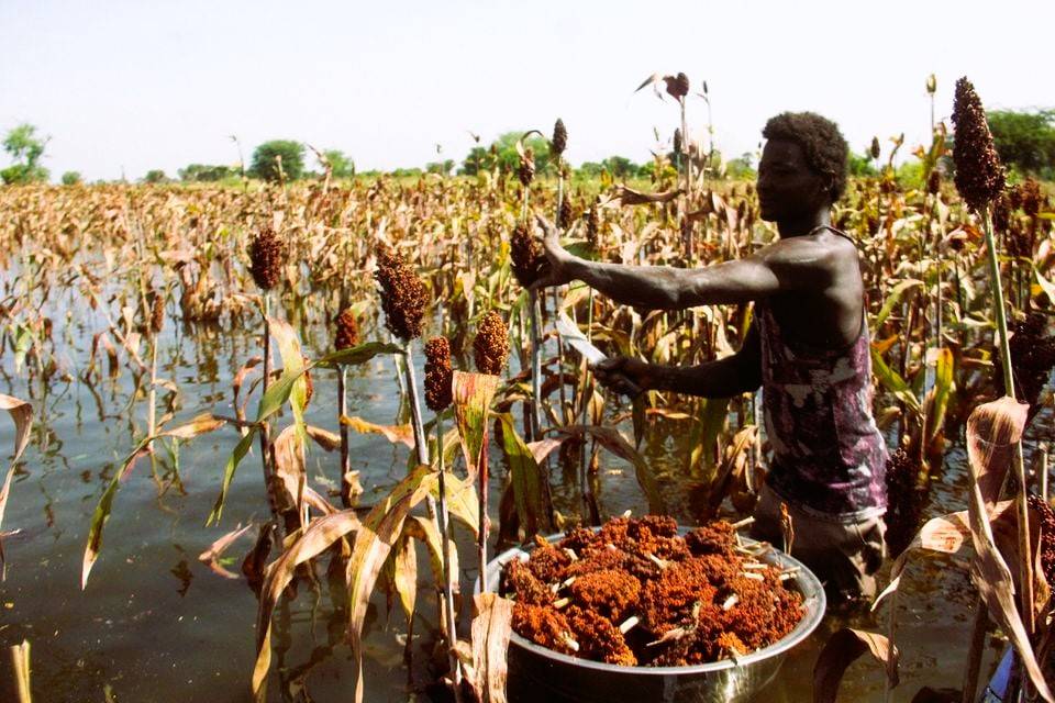 Floods in Nigeria have destroyed more than 570,000 hectares of farmland