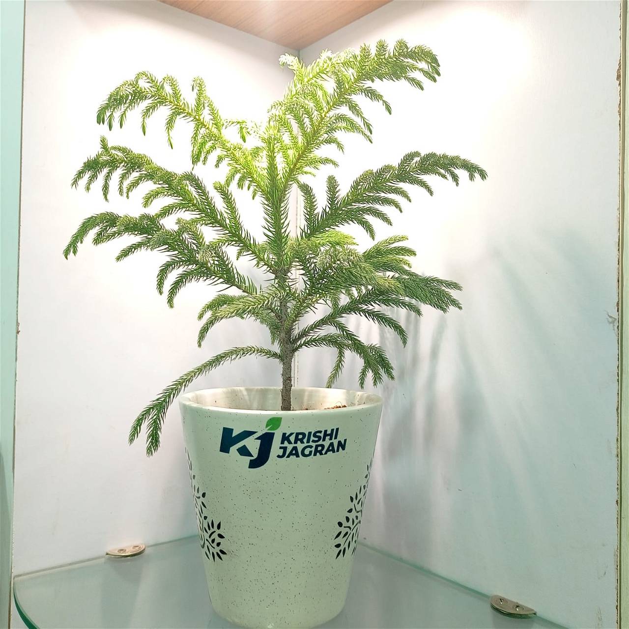 Araucaria plant