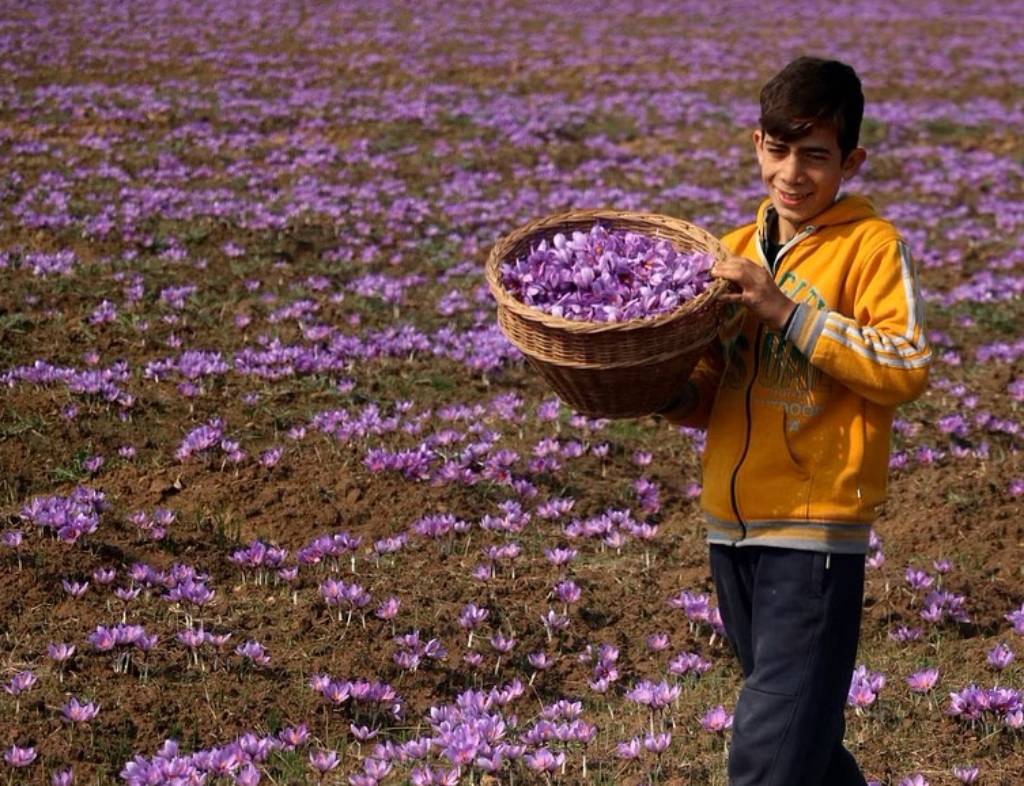 At present, saffron is being sold in the market between the price range of Rs 3 lakh to Rs 5 lakh per kg.