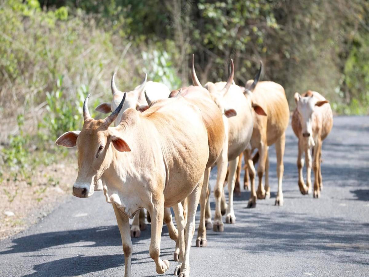 Abandoned cows roaming on streets occasionally end up becoming the reason for riots.