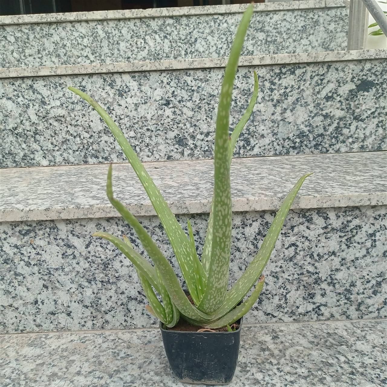 Aloevera Plant