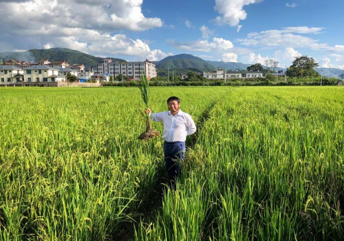 Farmers are adopting the new perennial rice because it is economically beneficial to them