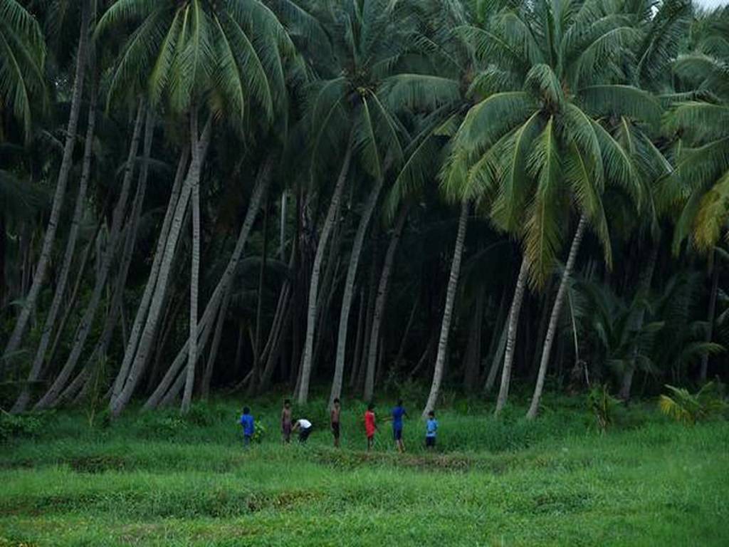 Central Plantation Crops Research Institute (CPCRI), Regional Station, Kayamkulam has developed a high-yielding coconut cultivar.