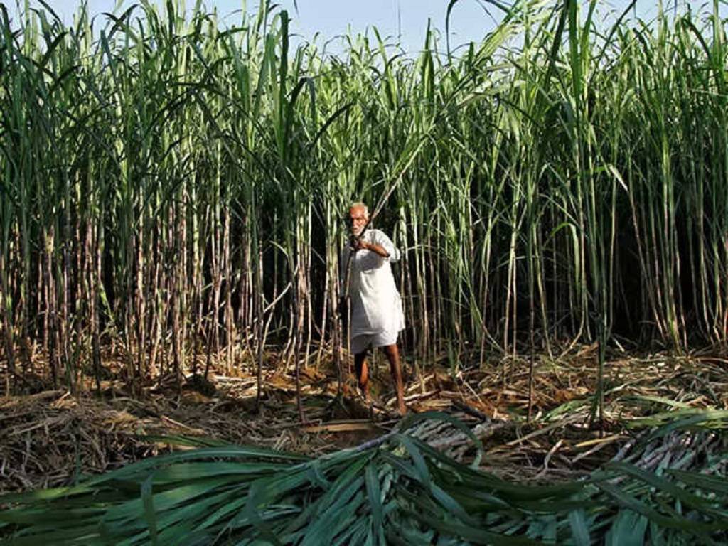 The Punjab government has issued a notification regarding Rs 380 per quintal increase in the prices of sugarcanes on Friday.