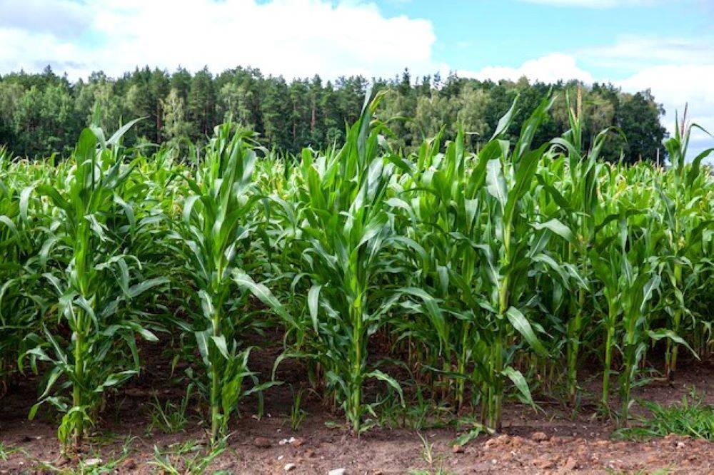 Staying green is the speciality of these new maize hybrids