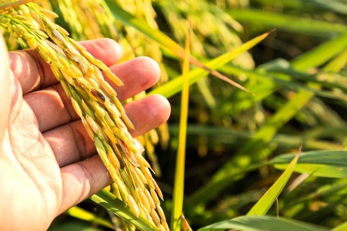 first rice variety in the nation with low phosphorous