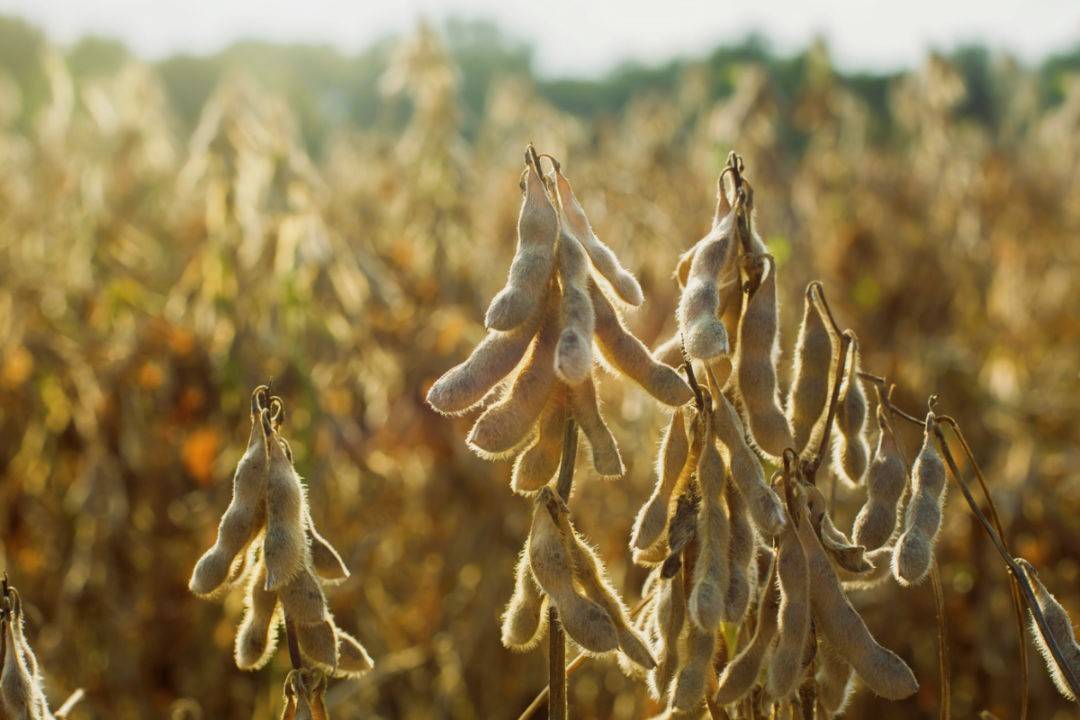 Soybean yield would be nearly double that of Brazil's average, which is estimated at 59 bags per hectare.