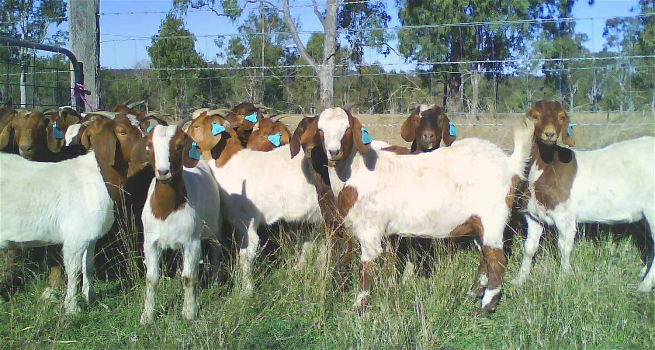 One of the primary reasons rural youths choose commercial sheep and goat husbandry is the growing demand, increasing rate, and secured selling of the meat of sheep and goats.