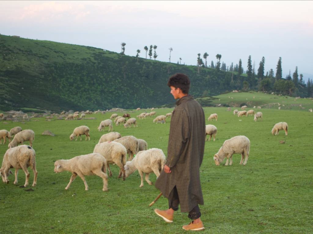 A young cattle farmer with a herd of sheep in Jammu and Kashmir