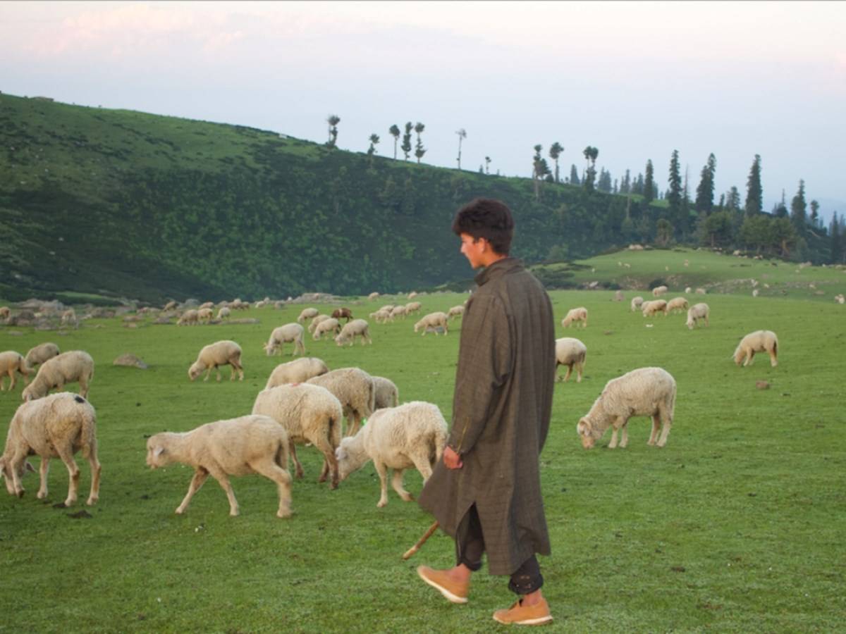 A young cattle farmer with a herd of sheep in Jammu and Kashmir