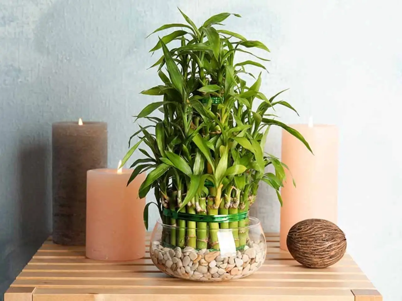 Hydroponic Lucky Bamboo Plant