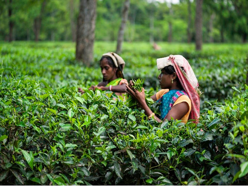 As per the Tea Board, the weedicide should be used by only the tea gardens' existing skilled personnel.