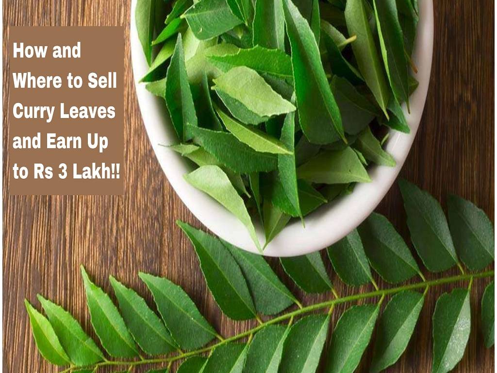 Curry leaves or curry patta are high in demand in the marketplace because India is the largest producer and consumer of curry patta with a sale price of Rs 30 per kg