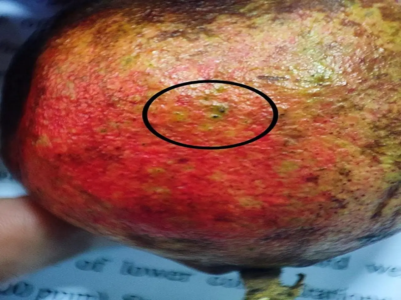 Alternaria fruit spot cqan be seen as a result of Alternaria alternata is a critical plant pathogen that causes black spot disease in  pomegranate.