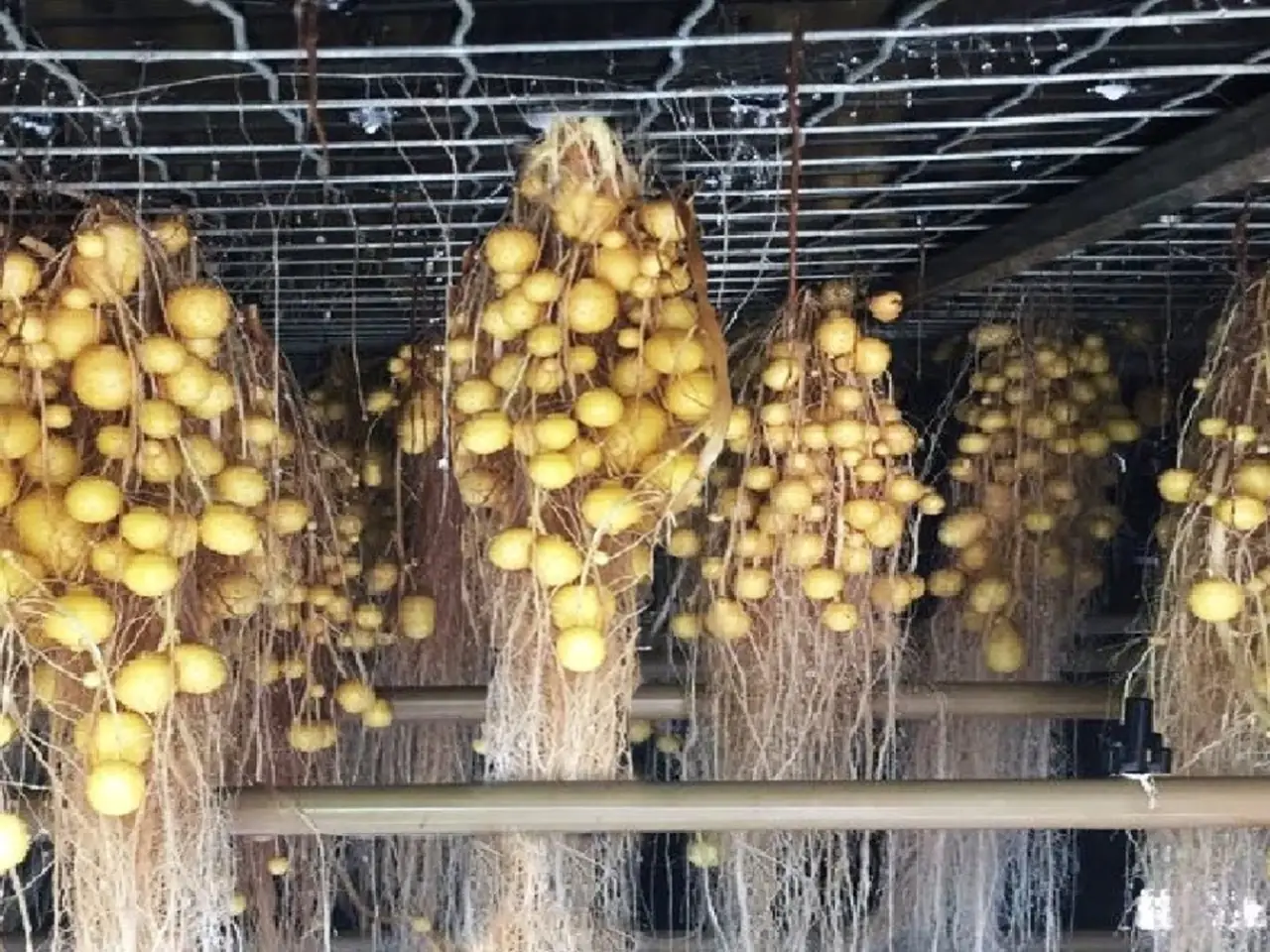 Aeroponic Potato Farming