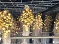 Aeroponic Farming: Growing Potatoes in Thin Air Can Raise Your Profits to 20 Percent  