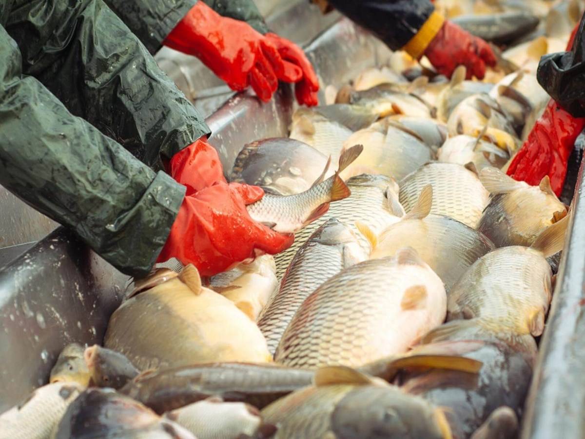 According to an official statement, 1,89,647 tonnes of fish are generated from fisheries on a total of 43,691 acres in Punjab.