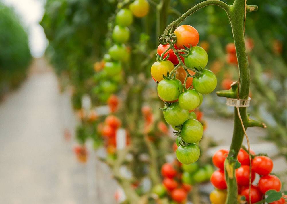 Cultivation of high-value vegetables, fruits in the air without using soil