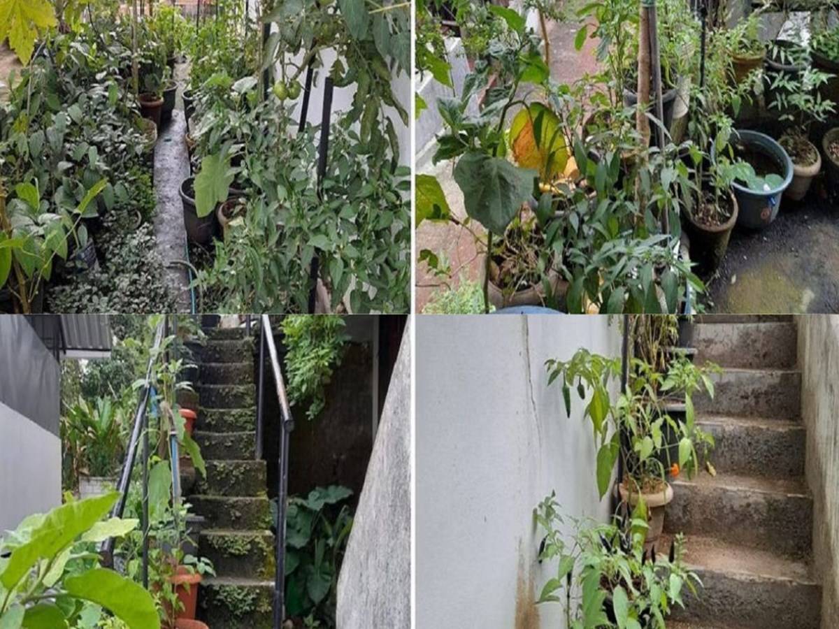 Mini’s vegetable garden around the house and she also nurtures plants on the staircases and even on the sunshades.