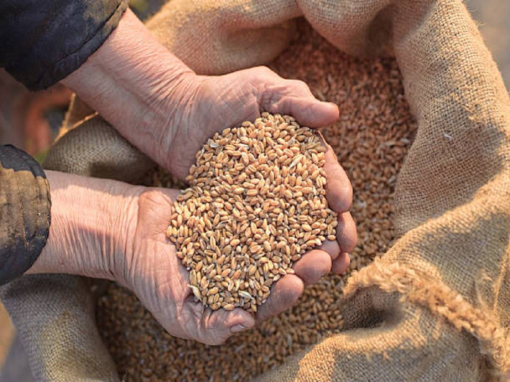 According to official data, Indian farmers have planted wheat on 15.3 million hectares since October 1,2022.