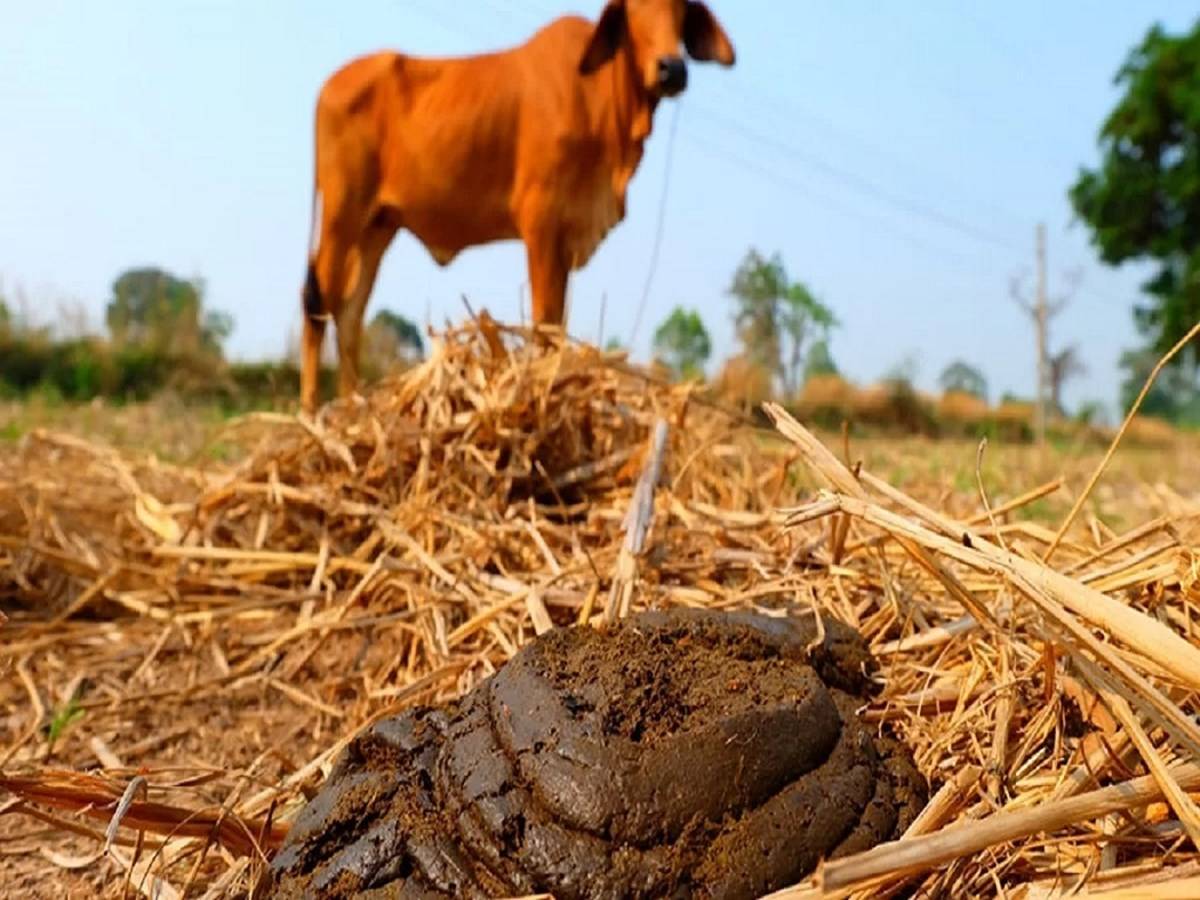 Composted cow dung may bring several advantages to the garden.