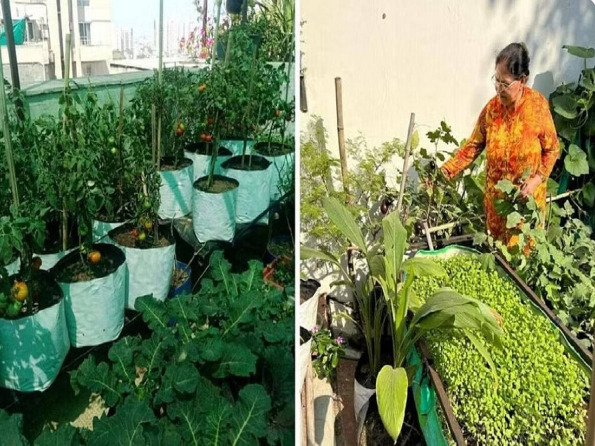 Shashi’s carefully nurtured organic terrace garden in Gurugram