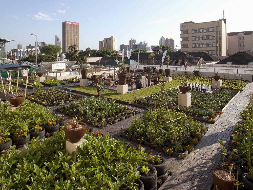 Shadow-tolerant plants are a fantastic choice if nearby structures or trees shade your roof for most of the day.