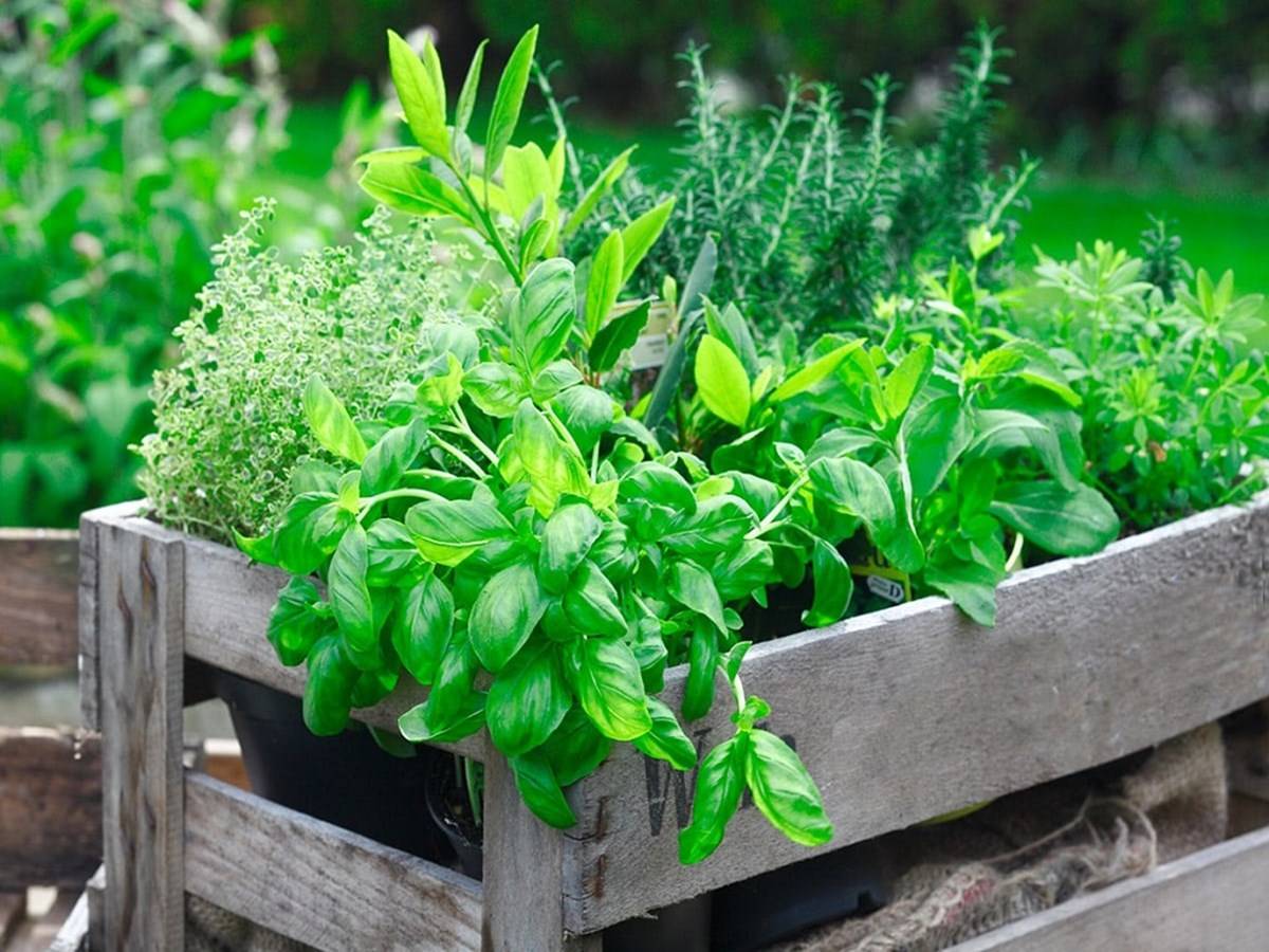 A garden that is used only to grow herbs is called a herb garden. A vegetable garden, landscaping shrubbery, or flowers can all include a herb garden design.