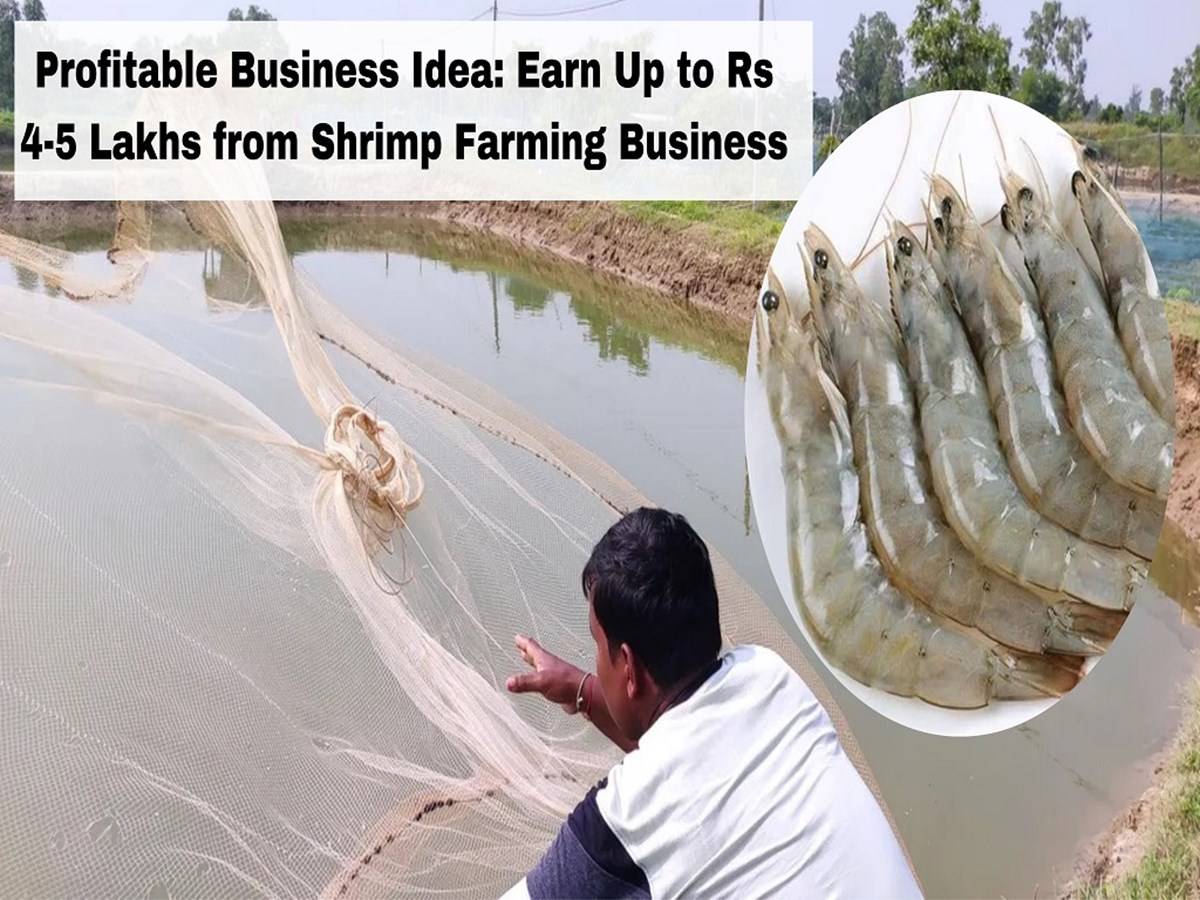 Starting and managing a shrimp farming business doesn’t require a university degree, just some technical skills in farm management practice